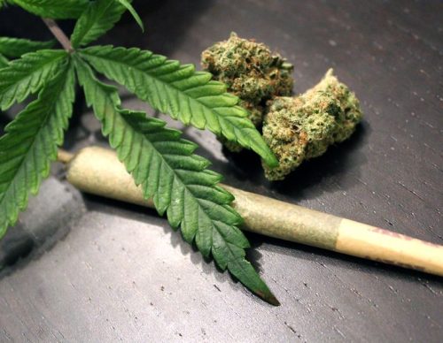 Marijuana cannabis club malta leaf